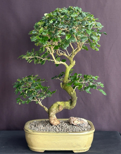 Flowering Ligustrum Bonsai Tree- Trained Curved Trunk-(ligustrum lucidum)