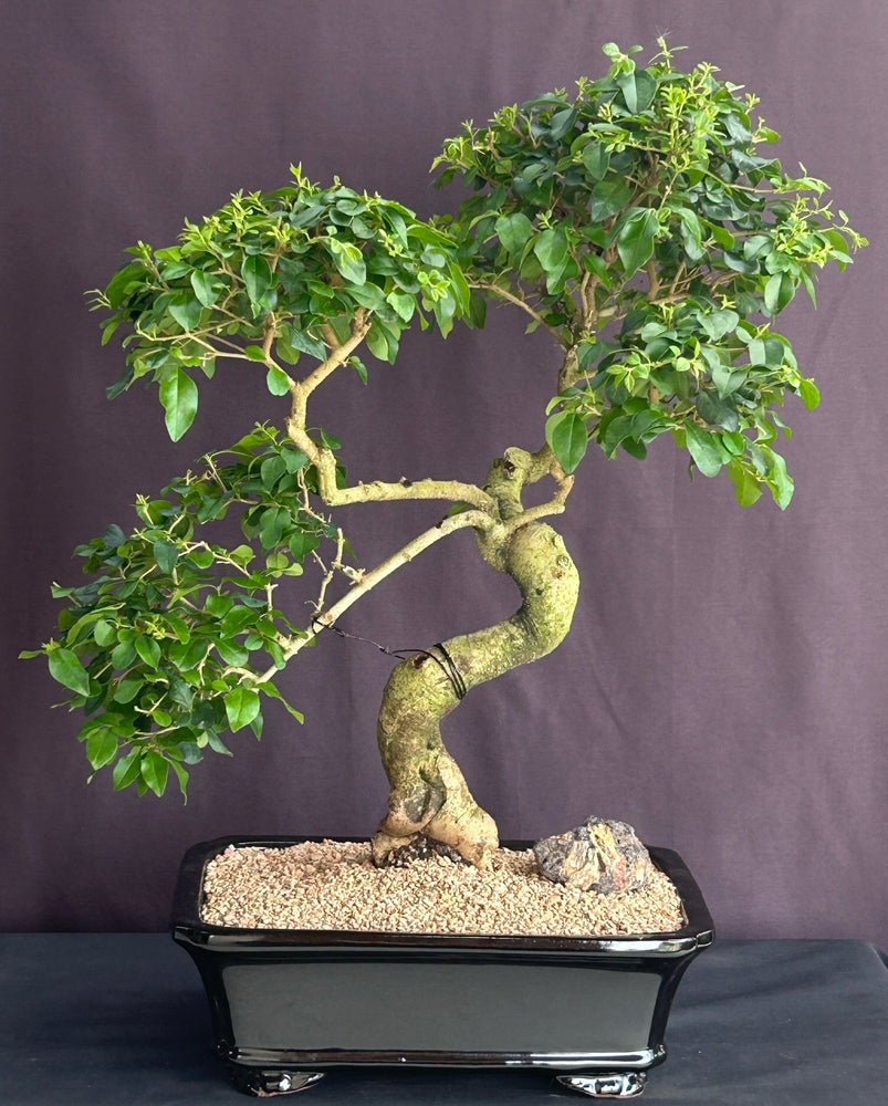 Flowering Ligustrum Bonsai Tree- Trained Curved Trunk br><i>(ligustrum lucidum)