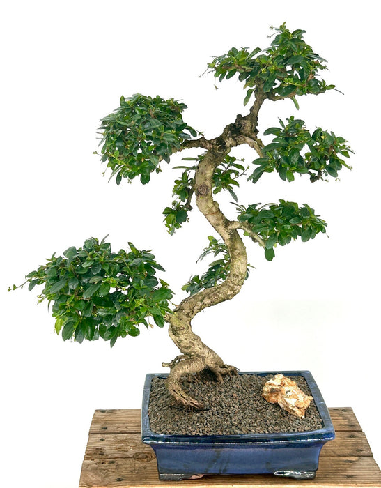 Flowering Fukien Tea Bonsai Tree-Curved Trunk Style-(ehretia microphylla)