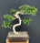 Flowering Fukien Tea Bonsai Tree-Curved Trunk Style-(ehretia microphylla)