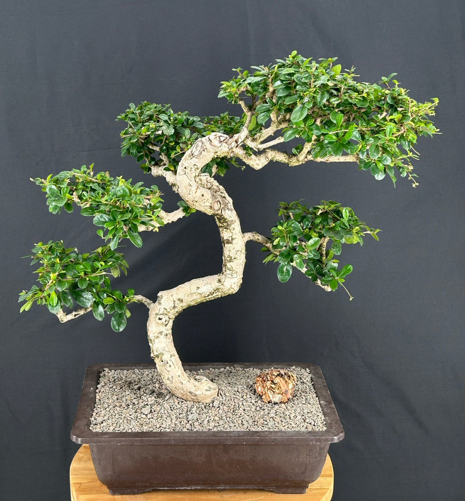Flowering Fukien Tea Bonsai Tree-Curved Trunk Style-(ehretia microphylla)