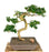 Flowering Fukien Tea Bonsai Tree-Curved Trunk Style-(ehretia microphylla)