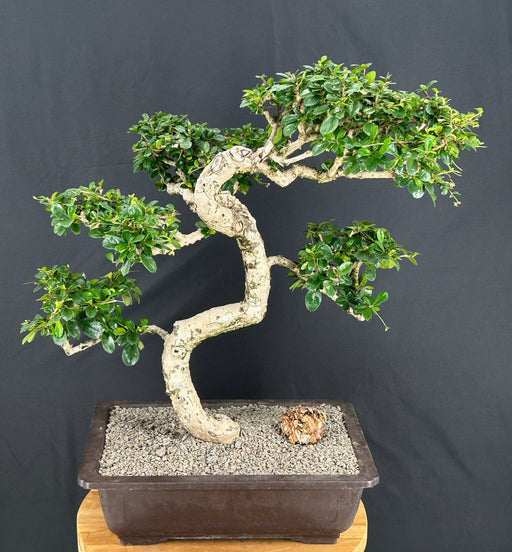 Flowering Fukien Tea Bonsai Tree-Curved Trunk Style-(ehretia microphylla)