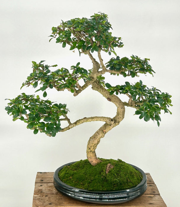 Flowering Fukien Tea Bonsai Tree-Curved Trunk & Tiered Branching-(ehretia microphylla)