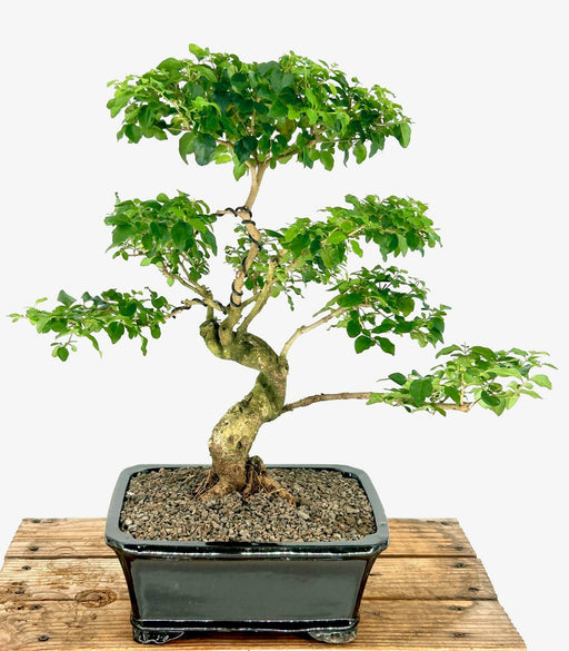 Flowering Ligustrum Bonsai Tree- Trained Curved Trunk br><i>(ligustrum lucidum)