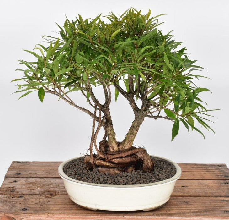 Willow Leaf Ficus Bonsai Tree-(Ficus Nerifolia/Salisafolia)