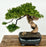 Juniper Bonsai Tree - Phoenix Graft-(juniper procumbens nana)