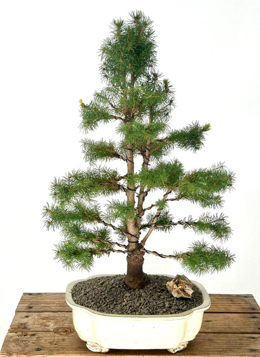 Dwarf Alberta Spruce Bonsai Tree-(picea glauca conica)