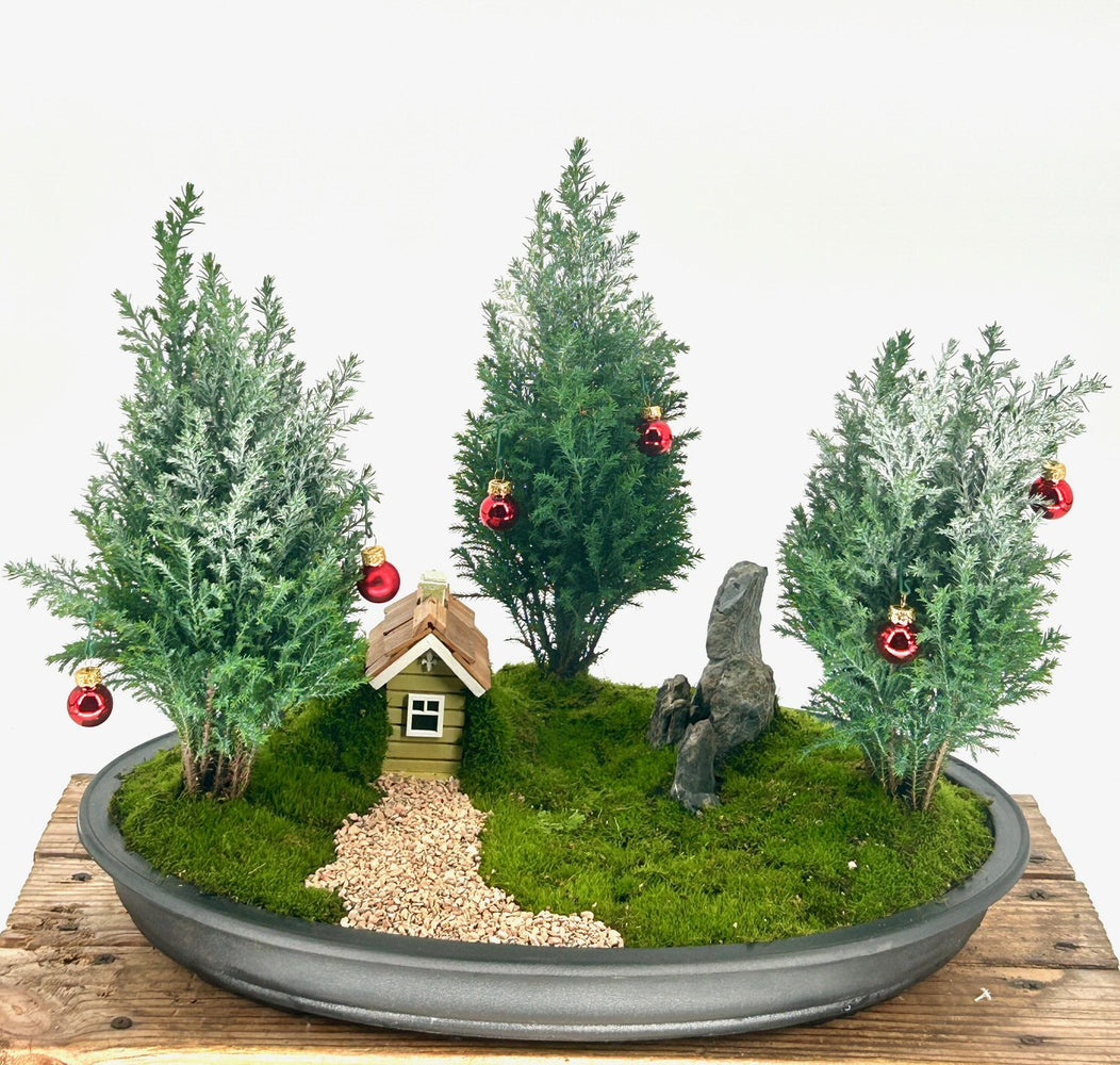 European Cypress Evergreen Bonsai Tree-Holiday Themed Three Tree Forest Group -(chamaecypari Iawsoniana 'ellwoodii')