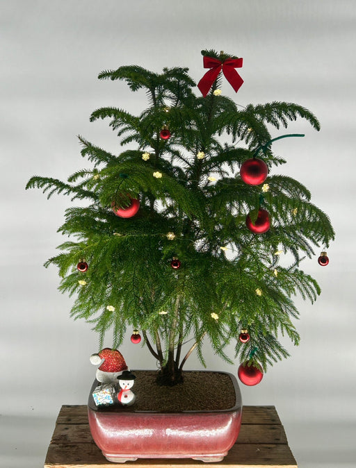 Norfolk Island Pine Bonsai Tree-With Holiday Lights & Decorations -(araucaria heterophila)-