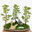 Juniper Bonsai Tree - Three Tree Forest Group-(juniper procumbens nana)