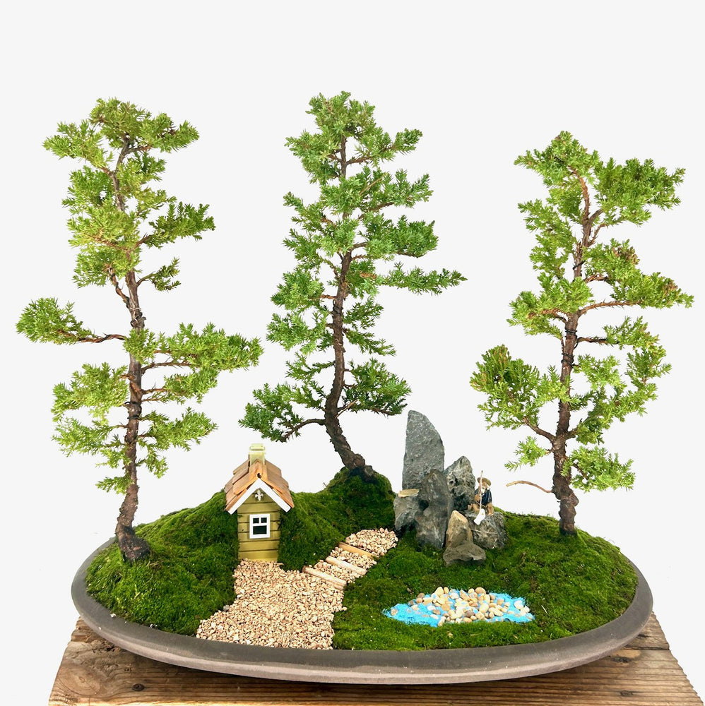 Juniper Bonsai Tree - Three Tree Forest Group-(juniper procumbens nana)