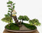 Juniper Bonsai Tree - Miniature Treehouse Forest Group-(juniper procumbens nana)