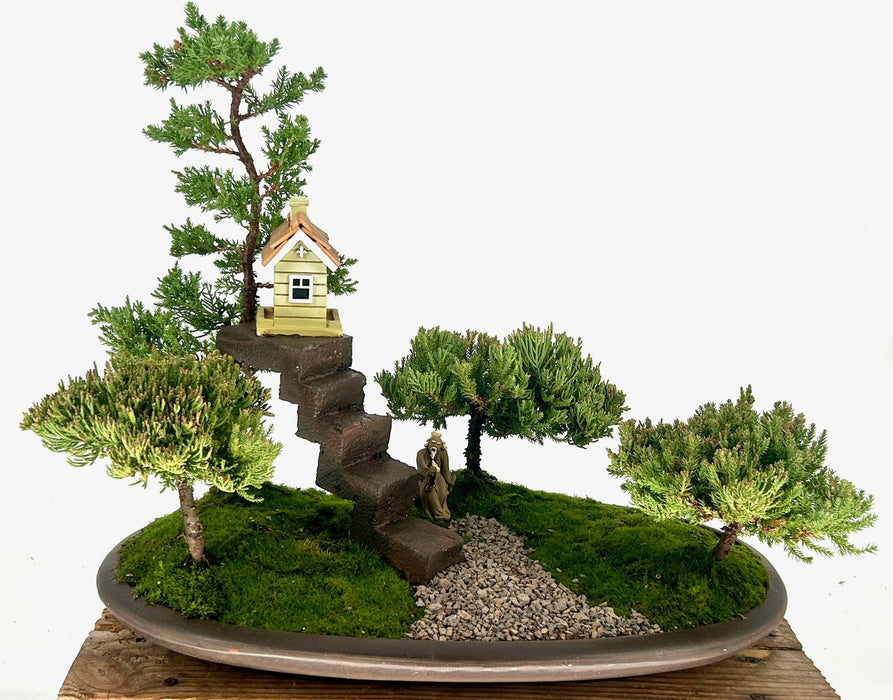 Juniper Bonsai Tree - Miniature Treehouse Forest Group-(juniper procumbens nana)