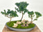 Japanese Dwarf Pagoda Holly-Three Tree Forest Group-(Ilex Crenata dwarf Pagoda)