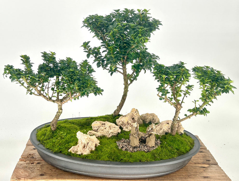 Japanese Dwarf Pagoda Holly-Three Tree Forest Group-(Ilex Crenata dwarf Pagoda)
