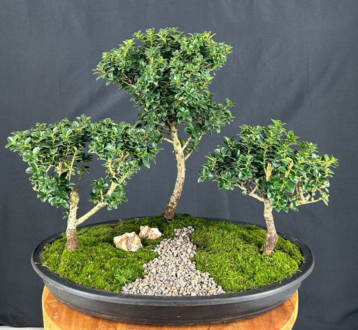 Japanese Dwarf Pagoda Holly-Three Tree Forest Group-(Ilex Crenata dwarf Pagoda)