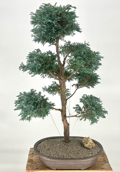 Boulevard Blue Cypress Bonsai Tree-Pom Pom Style -(Chamaecyparis pisifera 'Cyano-Viridis')