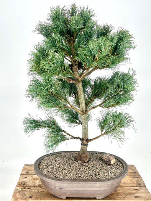 Japanese White Pine Bonsai Tree -(pinus parviflora 'bergman')