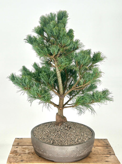 Japanese White Pine Bonsai Tree -(pinus parviflora 'bergman')
