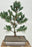 Japanese White Pine Bonsai Tree -(pinus parviflora 'bergman')