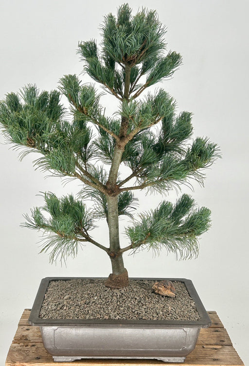 Japanese White Pine Bonsai Tree -(pinus parviflora 'bergman')