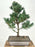 Japanese White Pine Bonsai Tree -(pinus parviflora 'bergman')