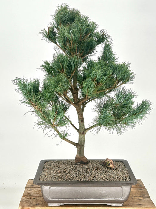 Japanese White Pine Bonsai Tree -(pinus parviflora 'bergman')