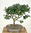 Flowering Blue Boy Holly Bonsai Tree-(Ilex x meserveae 'Blue Boy')