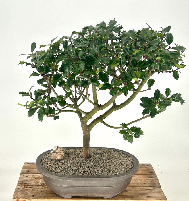 Flowering Blue Boy Holly Bonsai Tree-(Ilex x meserveae 'Blue Boy')