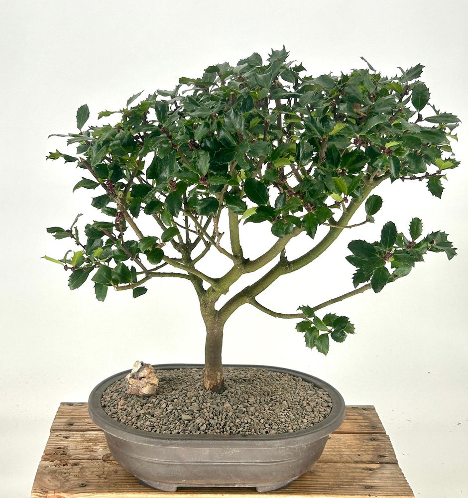 Flowering Blue Boy Holly Bonsai Tree-(Ilex x meserveae 'Blue Boy')