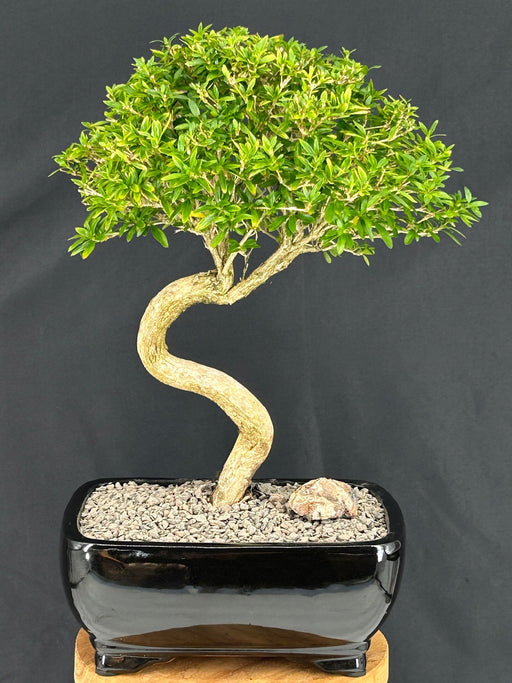 Trained Chinese Flowering White Serissa- Bonsai Tree of a Thousand Stars -(serissa japonica)