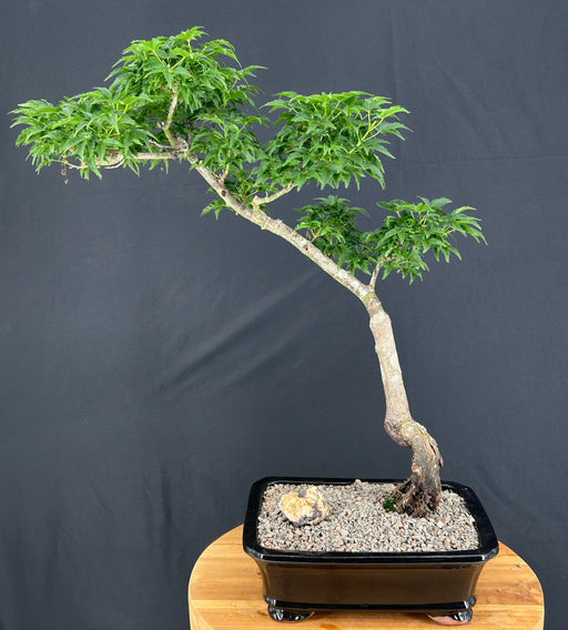 Slanting Shishigashira Japanese Maple Bonsai Tree-(acer palmatum 'shishigashira')