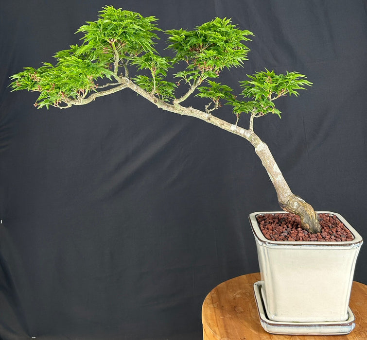 Slanting Shishigashira Japanese Maple Bonsai Tree-(acer palmatum 'shishigashira')
