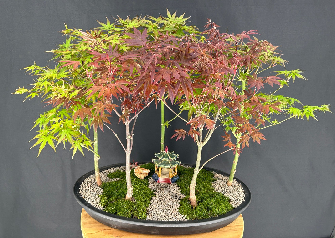 Japanese Maple Bonsai Tree-Five Tree Forest Group-(acer palmatum)