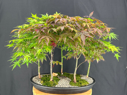 Japanese Maple Bonsai Tree-Five Tree Forest Group-(acer palmatum)