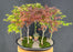 Japanese Maple Bonsai Tree-Five Tree Forest Group-(acer palmatum)