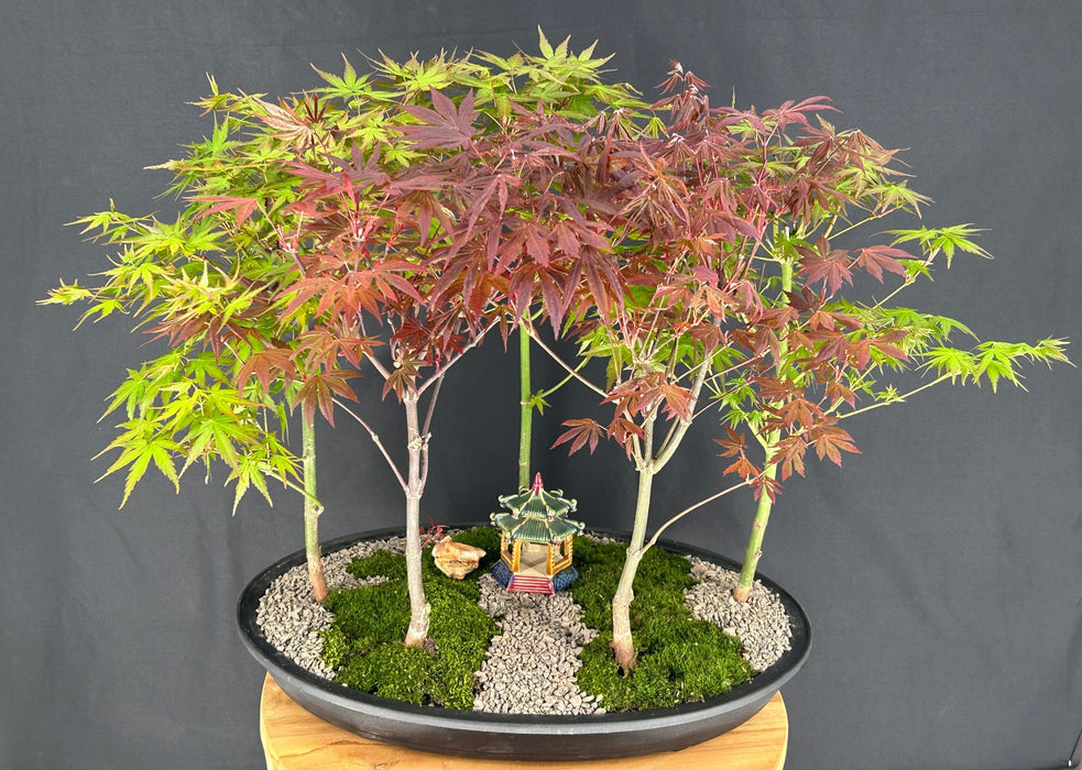 Japanese Maple Bonsai Tree-Five Tree Forest Group-(acer palmatum)