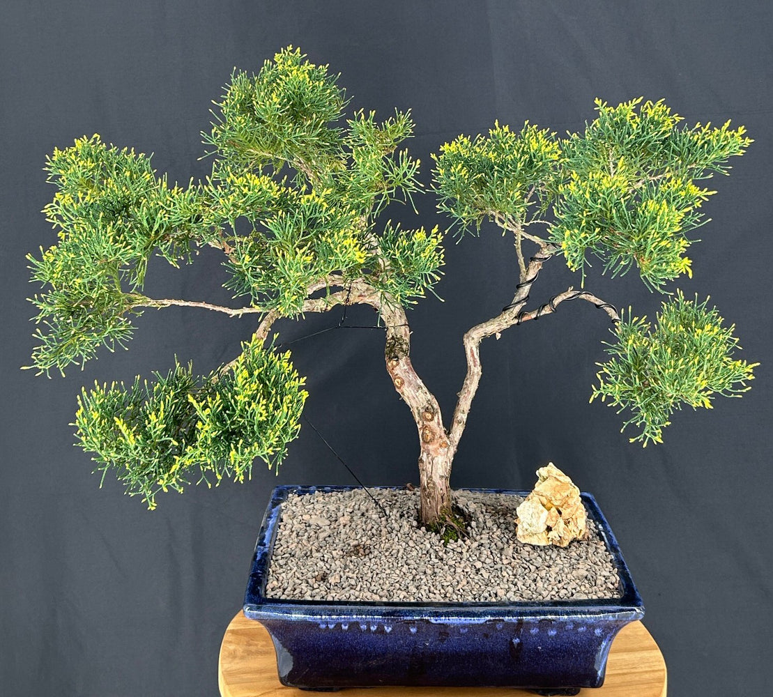 Golden Chinese Juniper Bonsai Tree--(Juniperus × pfitzeriana 'Old Gold')