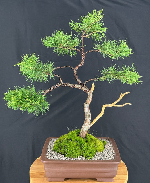Golden Chinese Juniper Bonsai Tree--(Juniperus × pfitzeriana 'Old Gold')