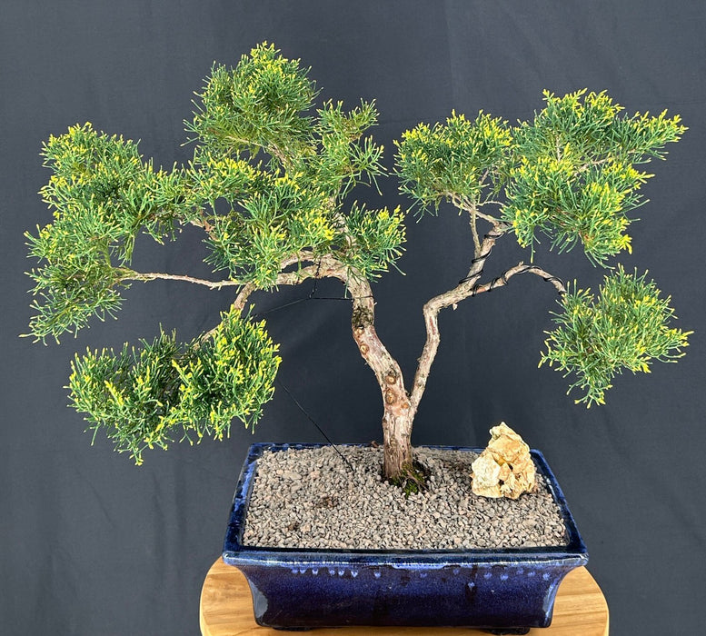Golden Chinese Juniper Bonsai Tree--(Juniperus × pfitzeriana 'Old Gold')