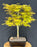 Katsura Japanese Maple Bonsai Tree-(Acer palmatum ?Katsura')