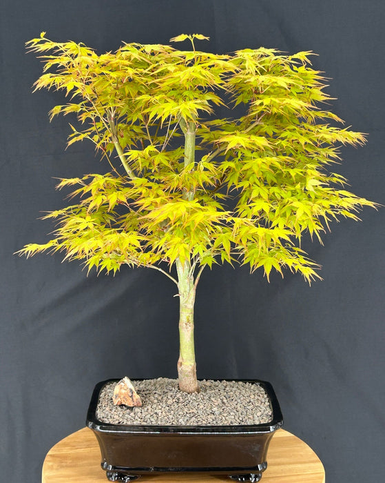 Katsura Japanese Maple Bonsai Tree-(Acer palmatum ?Katsura')