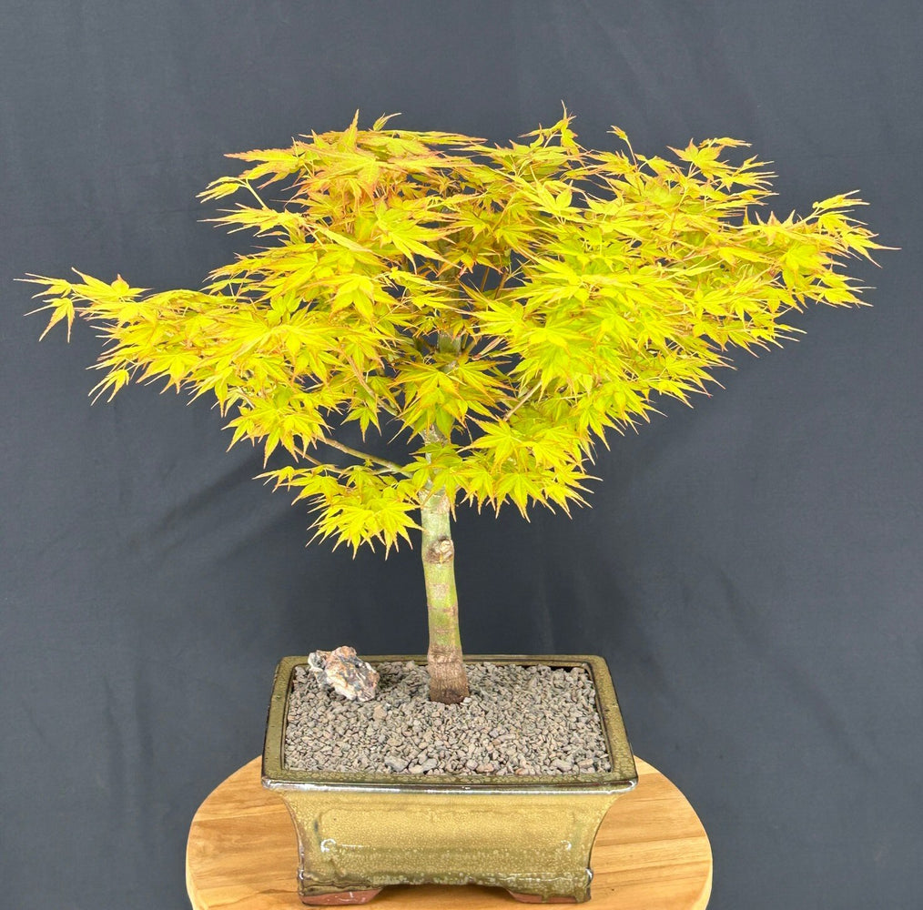Katsura Japanese Maple Bonsai Tree-(Acer palmatum ?Katsura')
