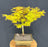 Katsura Japanese Maple Bonsai Tree-(Acer palmatum ?Katsura')