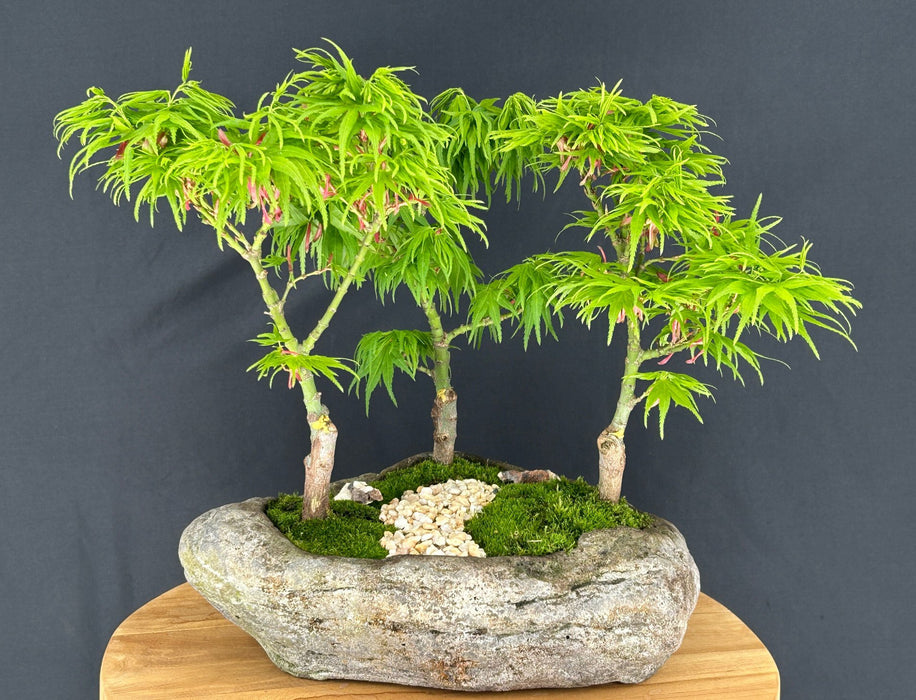 Japanese Green Maple Bonsai Tree-Three Tree Forrest Group-(acer palmatum 'Mikawa Yatsubusa')