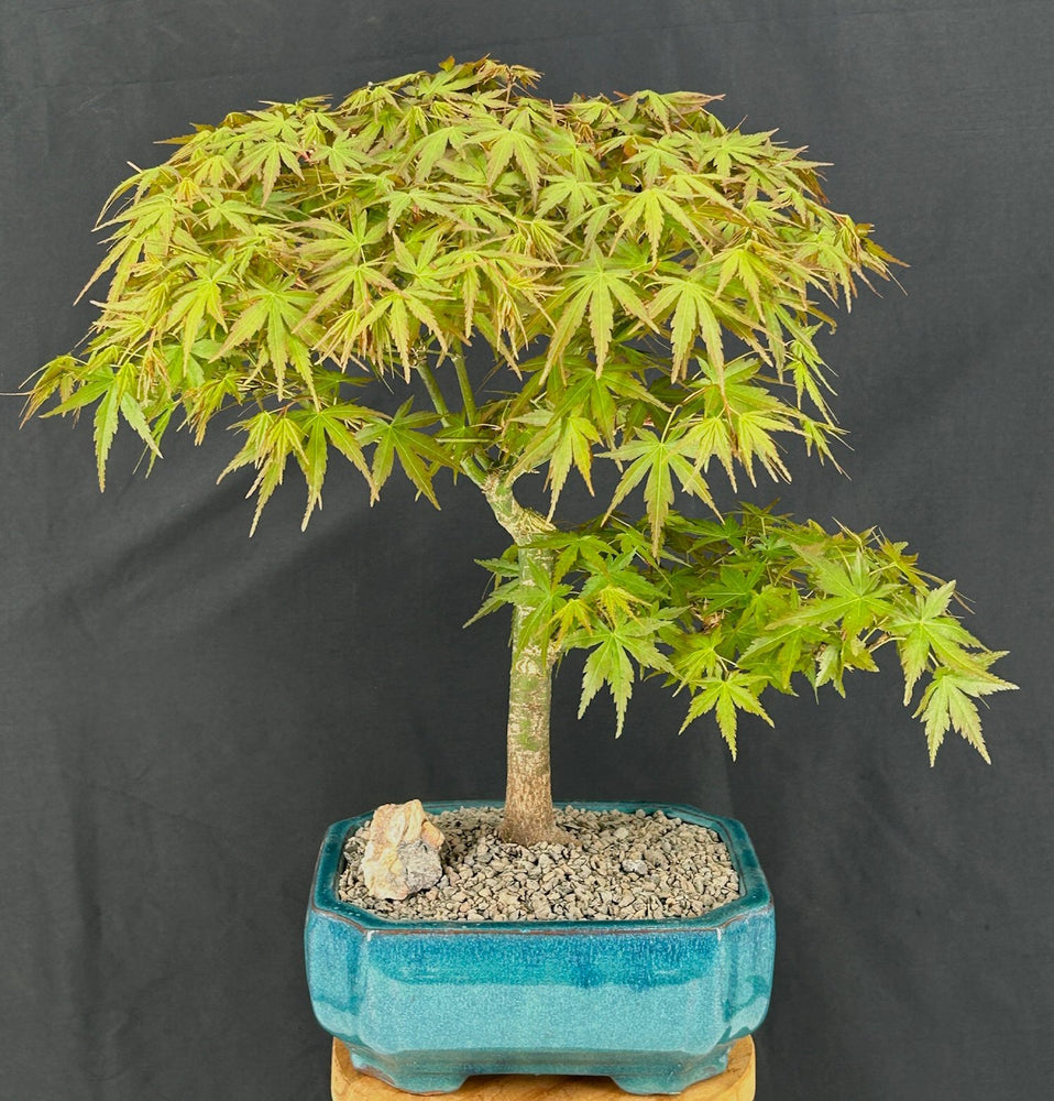 Trained Japanese Green Maple Bonsai Tree -(acer palmatum)