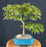 Trained Japanese Green Maple Bonsai Tree -(acer palmatum)