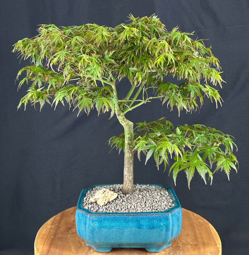 Trained Japanese Green Maple Bonsai Tree -(acer palmatum)