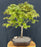 Trained Japanese Green Maple Bonsai Tree -(acer palmatum)